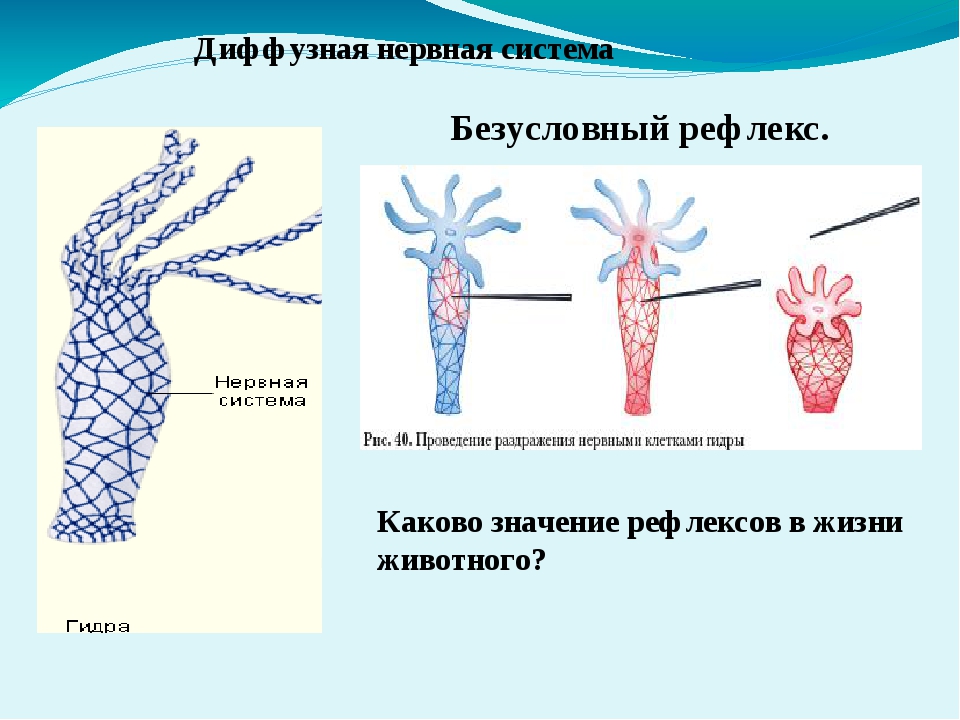 Кракен мага